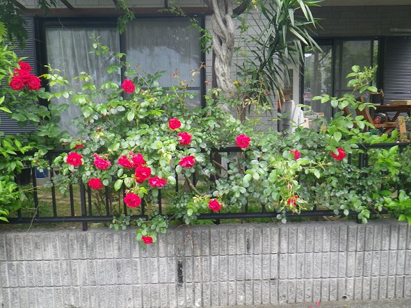 塀のツル薔薇.jpg