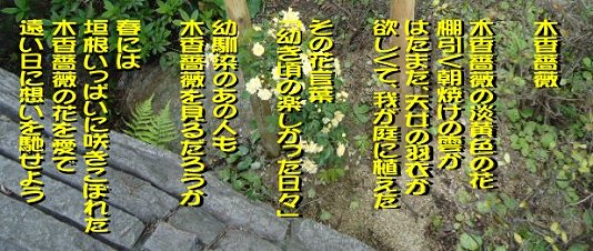 木香薔薇の詩.jpg
